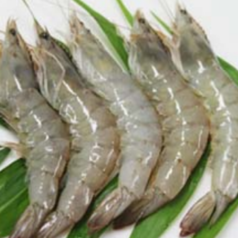 Shrimp (Vannamei)